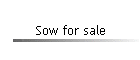 Sow for sale